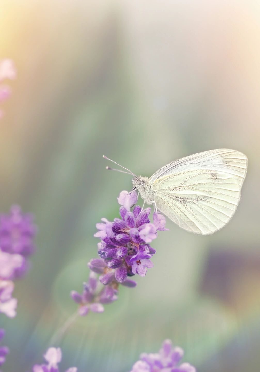 A butterfly flying over purple flowers in the sun.